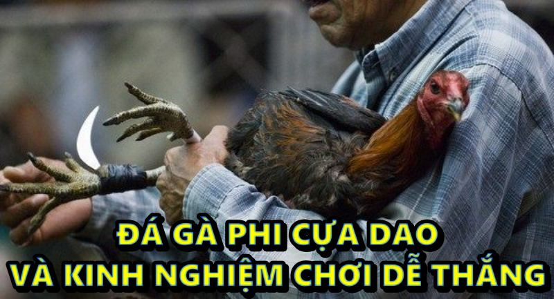 Đá gà phi cựa dao và kinh nghiệm chơi dễ thắng