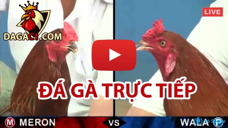 Đá gà Thomo trực tuyến là kênh tổng hợp và phát sóng các clip chọi gà