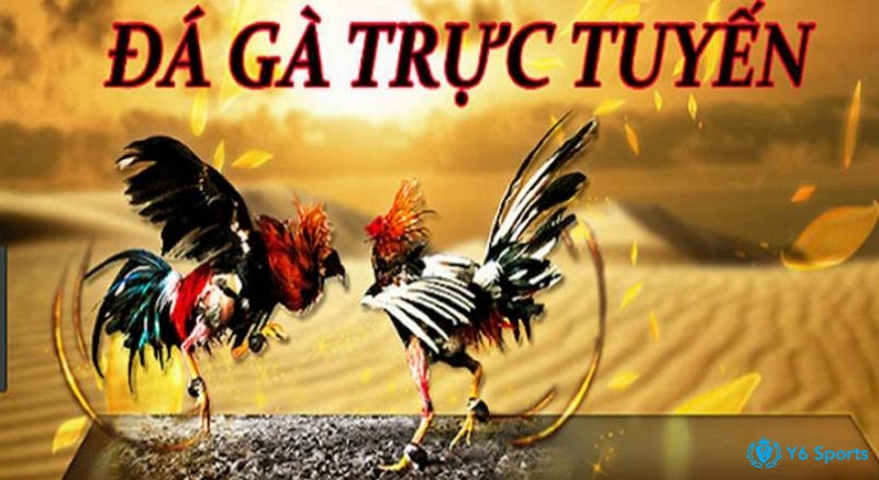 Đá gà trực tuyến có rất nhiều anh em tham gia chơi