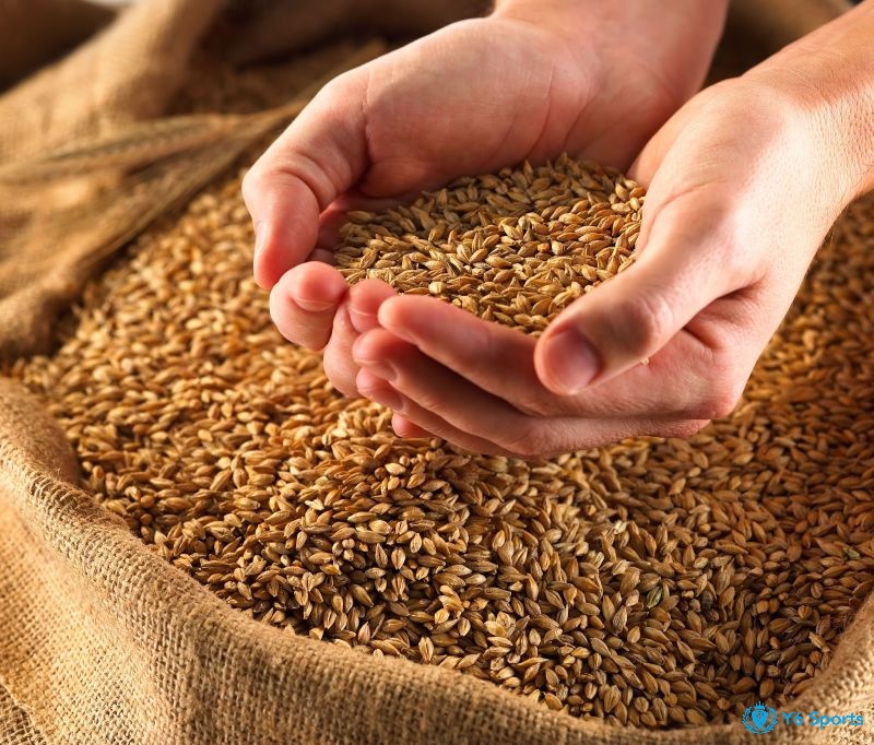 Thóc thường chiếm 60 - 70% lượng thức ăn dinh dưỡng cho gà đá
