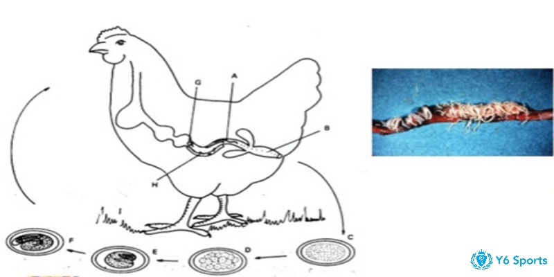  Sự tồn tại của giun sẽ hút chất dinh dưỡng trực tiếp từ gà và gây ra những vấn đề tiêu hóa
