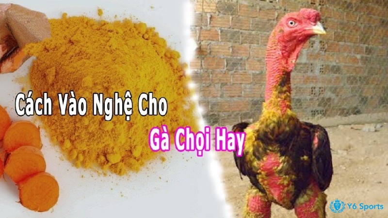 Cách vào nghệ cho gà sử dụng trong những trường hợp nào?