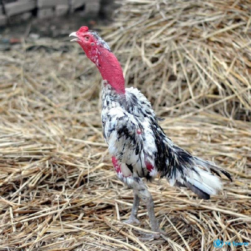 Gà màu gì đá hay nhất - Gà lông đen trắng nổ có độ gan dạ cao