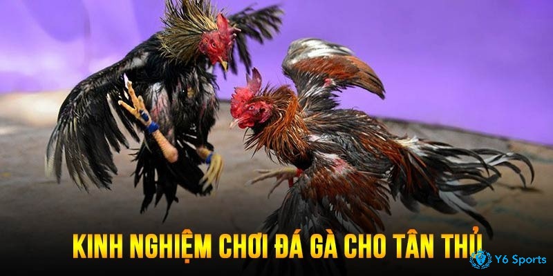 Kinh nghiệm chơi đá gà SV388 luôn thắng lớn dành cho tân thủ