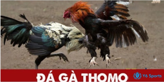 Luật chơi đá gà thomo - Quy định về cách tham gia