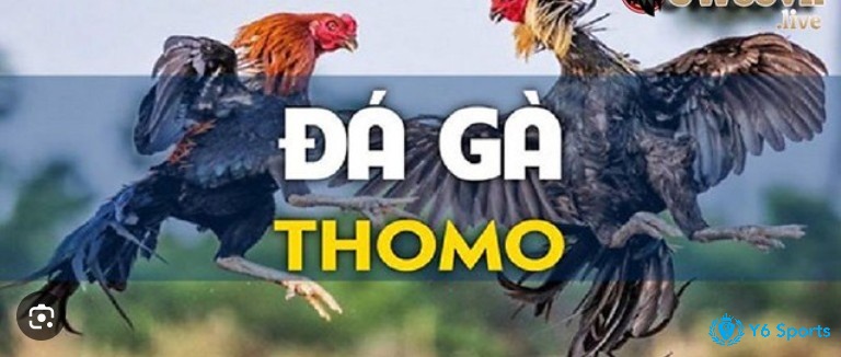 Luật chơi đá gà thomo quy định về cách tính thắng thua