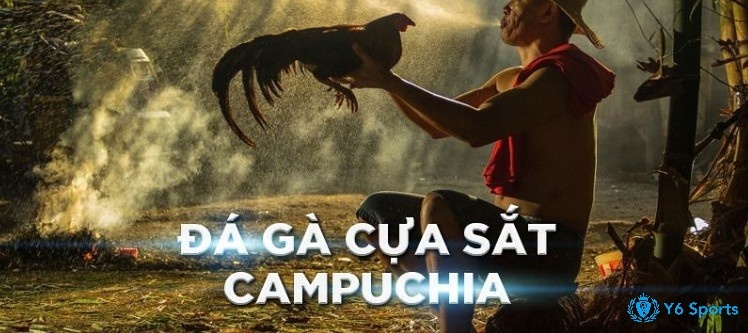 Đá gà cựa sắt campuchia từ A đến Z luật chơi và cách chơi