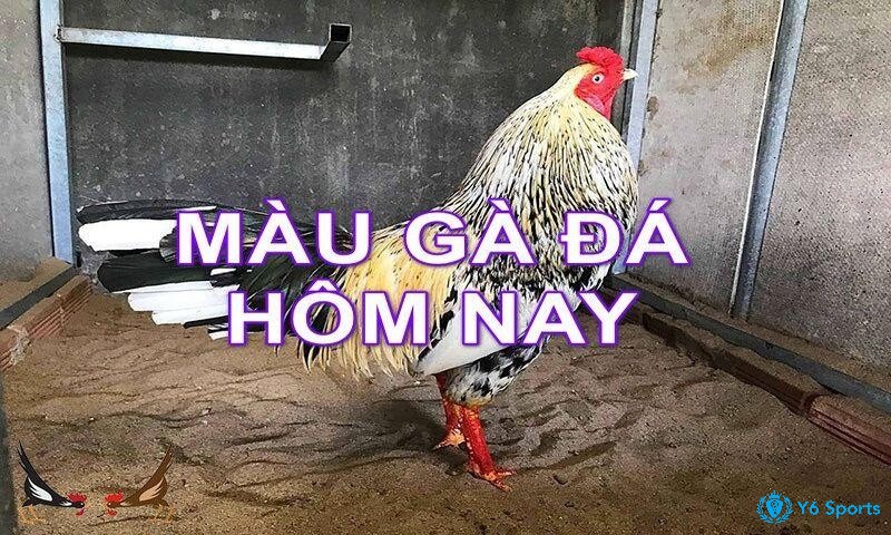 Tìm hiểu đáp án chuẩn xác hôm nay đá gà màu gì tốt nhất