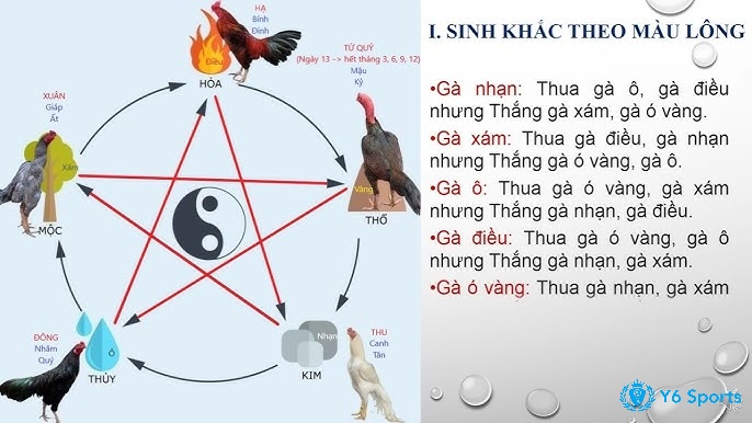 Màu mạng gà đá theo ngày có những dạng nào?