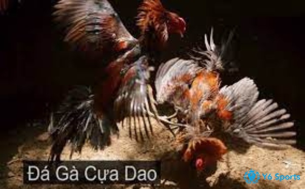 Đặc điểm của đá gà cựa dao là gì?