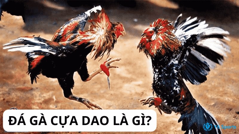 Giải đáp đá gà cựa dao là gì cùng 868H