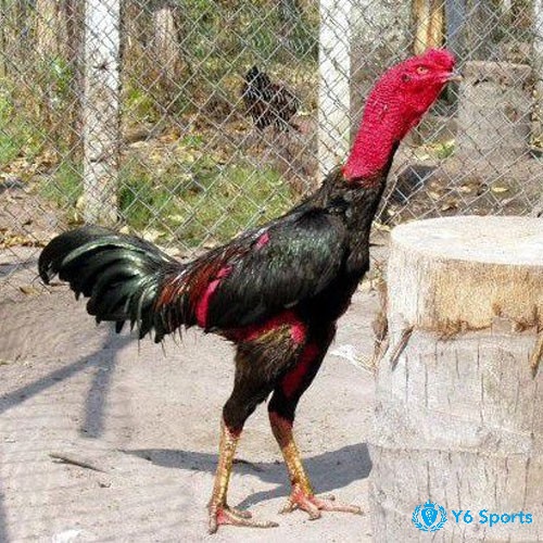 Xác định màu gà phù hợp