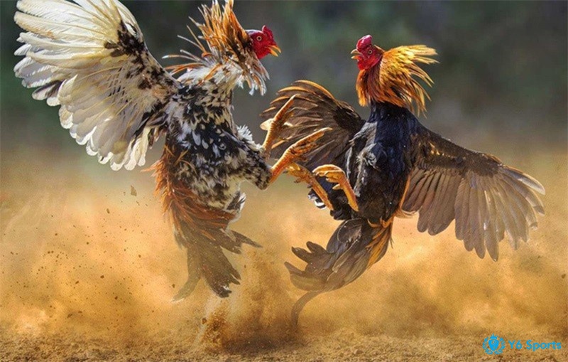 Cùng 868h phân tích hôm nay đá gà màu gì được nhé!