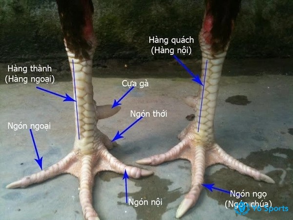 Chân thẳng, vảy sáng và móng cứng là nền móng vững chắc cho sức mạnh vượt trội trong trận đấu