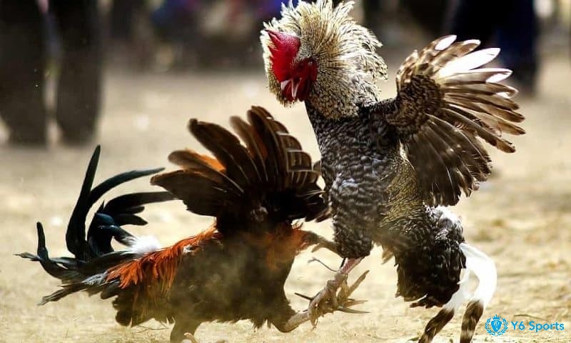 Cách xem tướng gà đá – mỗi gam màu là một chiến lược