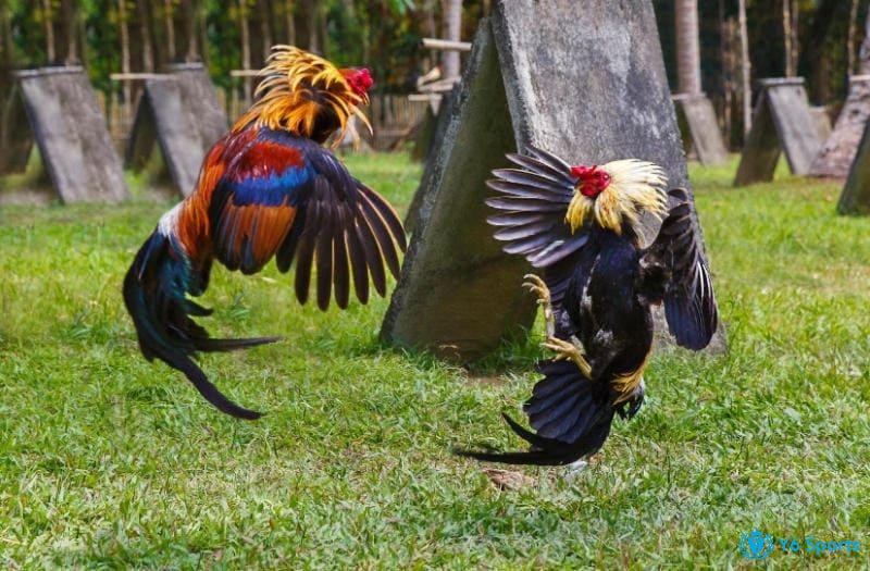 Một cú nhảy lẹ, cú né chuẩn xác chính là dấu hiệu của chiến kê có phản xạ đỉnh cao