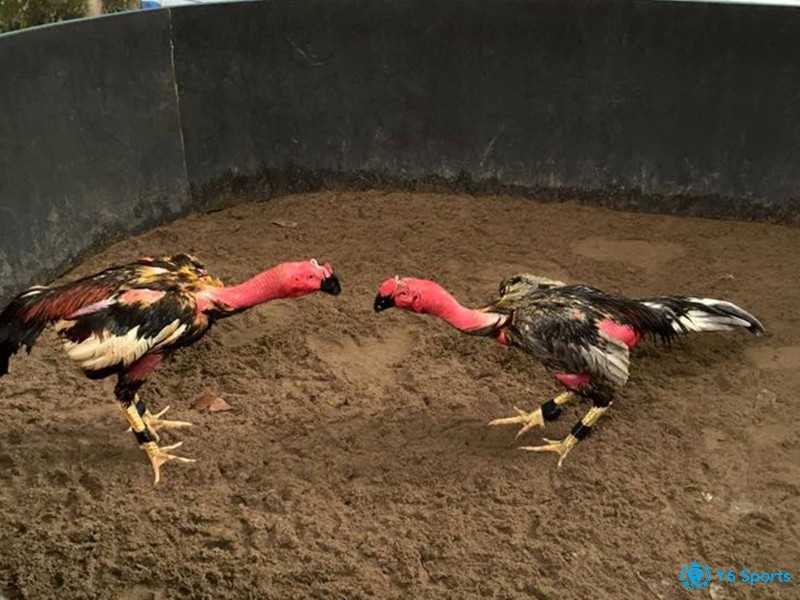 Hành vi linh hoạt, dáng đi tự tin là minh chứng cho tinh thần bất khuất của chiến kê thực thụ