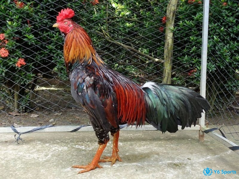 Dáng đứng hiên ngang, thân hình cân đối là dấu hiệu đầu tiên của một chiến kê đầy tiềm năng